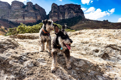 View of a dog on rock