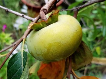 Close-up of fruits growing on tree