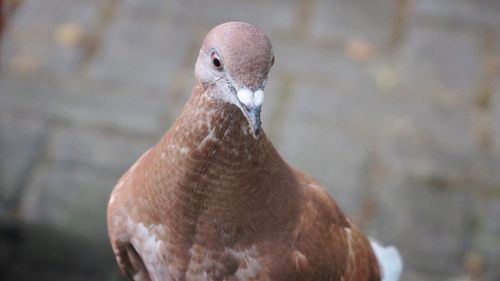 Close-up of pigeon outdoors