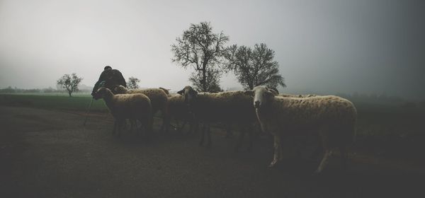 Sheep grazing on field