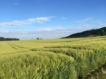 Scenic view of agricultural field against sky