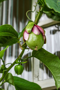 Close-up of passion fruit growing on tree