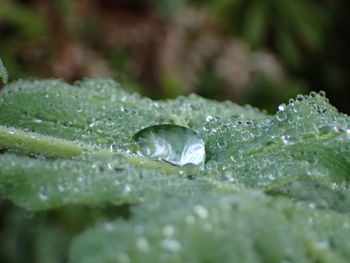 Close-up of raindrops on leaves