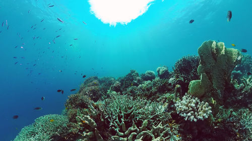 Fish swimming in sea