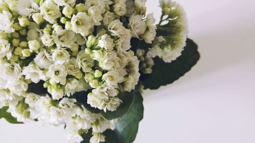 Close-up of white flowers
