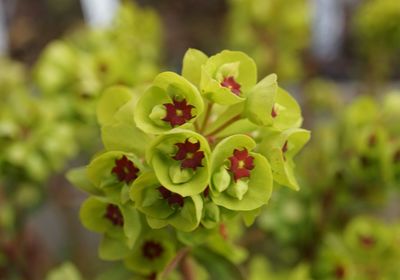 Close-up of yellow flowering plant