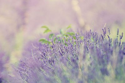 Close-up of purple flowering plants on field