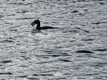 Swan swimming in lake