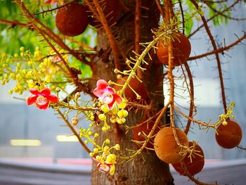 Close-up of fruits on tree