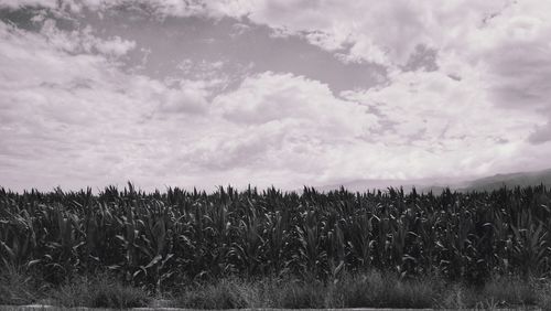 Scenic view of agricultural field against sky