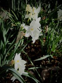 Close-up of white flowers blooming outdoors