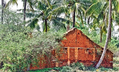 Palm trees against built structure