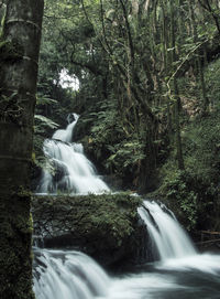 View of waterfall in forest