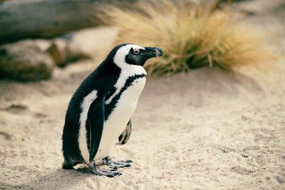 Close-up of penguin