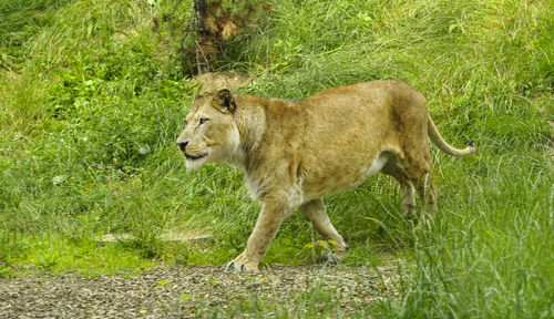 A female african lion walking on the ground at the zoo.