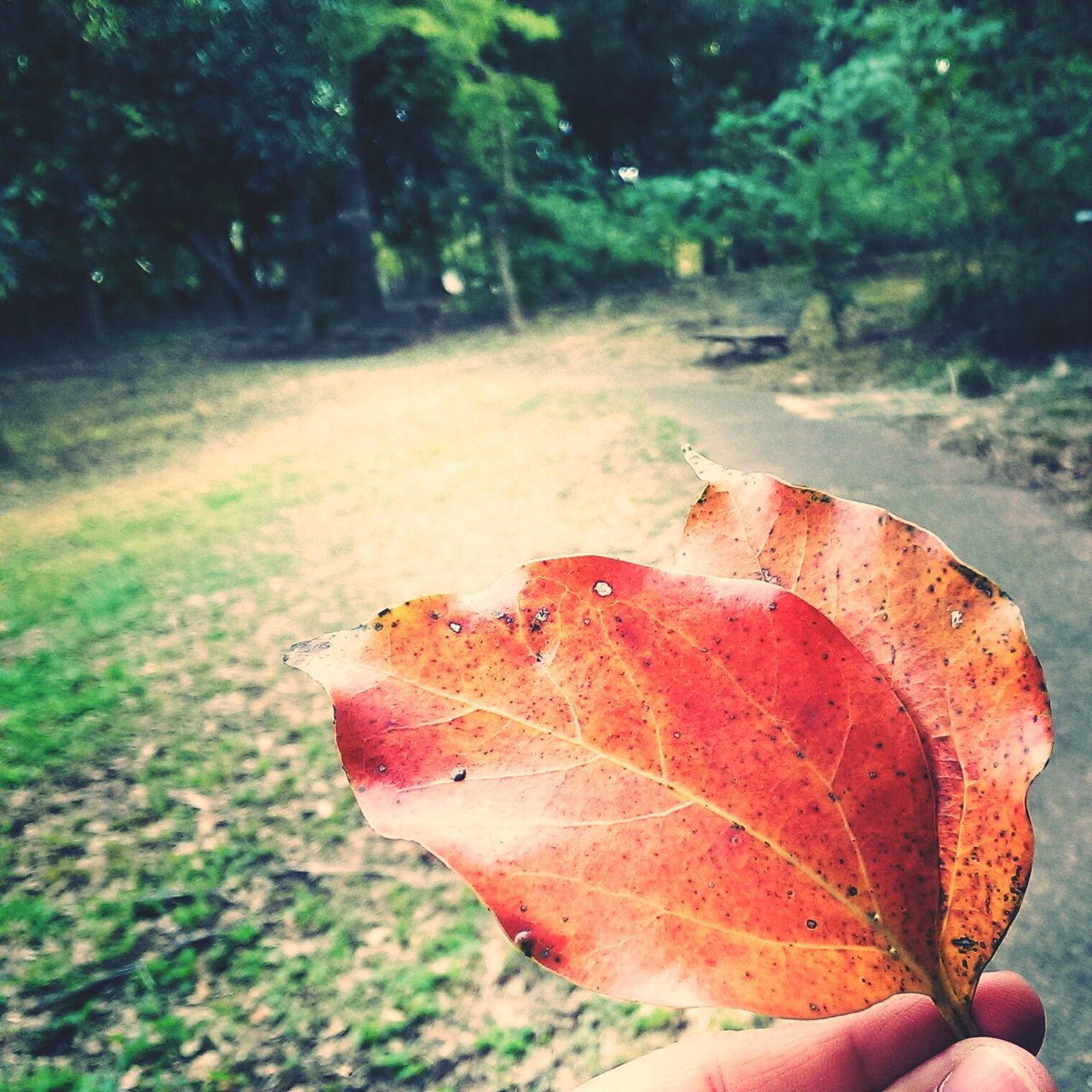 leaf, person, part of, autumn, focus on foreground, close-up, unrecognizable person, cropped, tree, change, holding, nature, human finger, day, leaves, outdoors, leisure activity