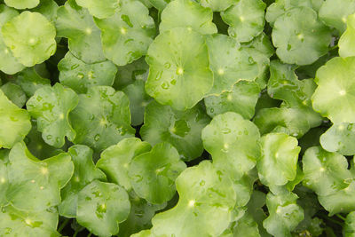 Full frame shot of vegetables growing at farm during rainy season