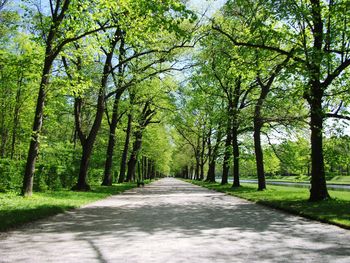 Road amidst trees in forest