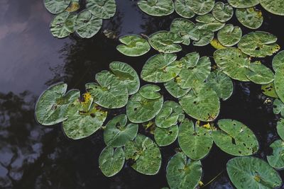 High angle view of leaves floating on water