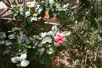 Close-up of pink flowering plant