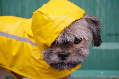 Portrait of dog in yellow raincoat standing outdoors