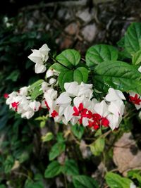 Close-up of white flowers blooming outdoors