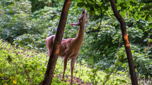 Bird standing in a forest