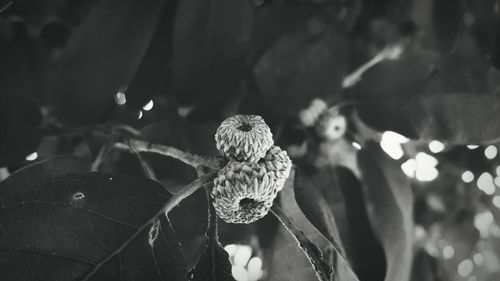 Close-up of woman