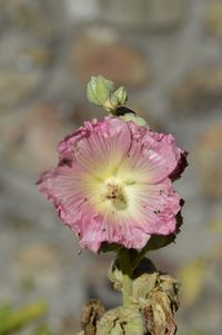 Close-up of pink flowering plant