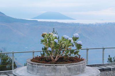 Potted plants by sea against sky