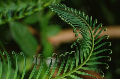 Close-up of palm tree