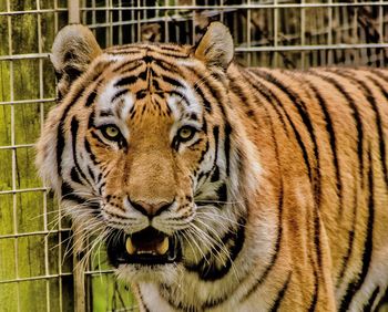 Close-up of tiger in cage