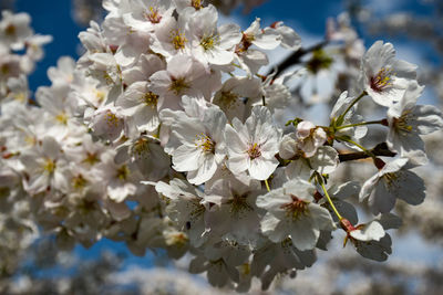 Close-up of cherry blossoms in spring