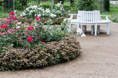 Flowers growing in garden