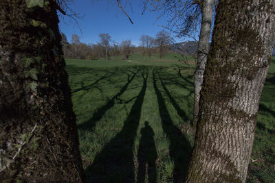 Trees growing on field