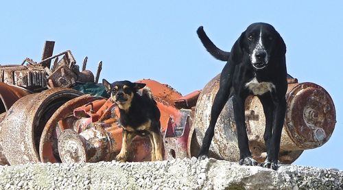 Low angle view of dogs on retaining wall