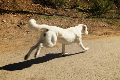 High angle view of dog walking on field