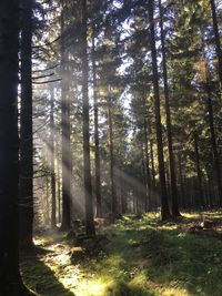 Trees in forest