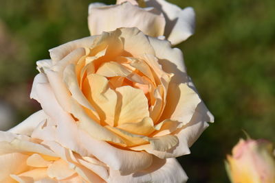 Close up of an orange rose being pampered by the sun