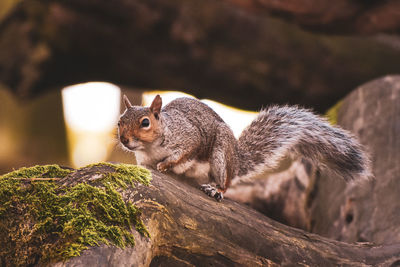 Squirrel on tree trunk