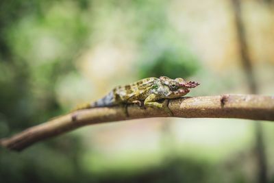 Close-up of a lizard on tree