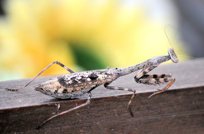 Close-up of insect on wood