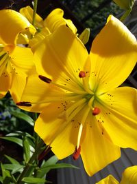 Close-up of yellow flower