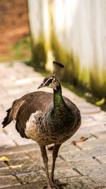 Close-up of duck swimming in lake