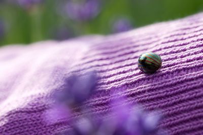 Close-up of rainbow leaf beetle on purple woolen fabric