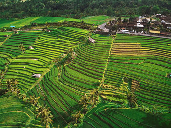 Scenic view of agricultural field