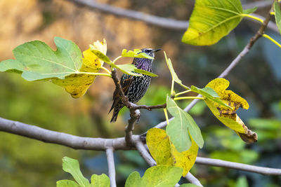 Close-up of bird perching on plant