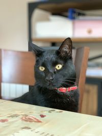 Portrait of black cat on table at home
