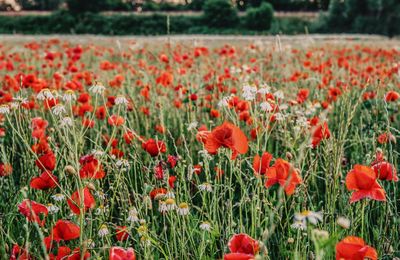 Close-up of poppy flowers in field