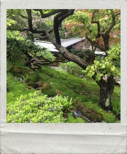 Plants growing on tree